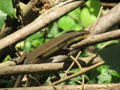 Eutropis lewisi