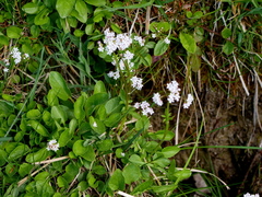 Marsh Valerian (Valeriana dioica)