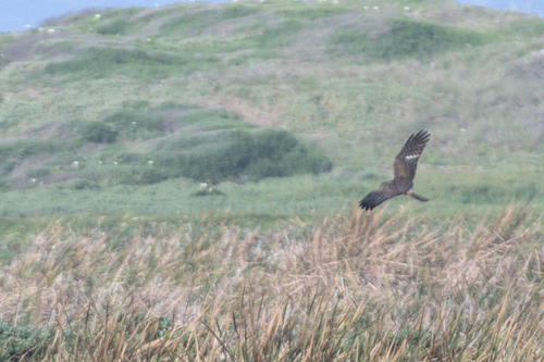 iNaturalist image