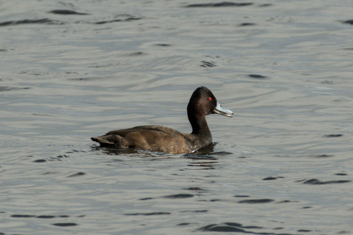 iNaturalist image