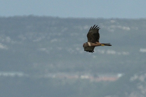 iNaturalist image