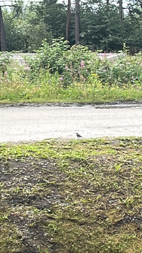 White Wagtail