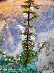 Salvia hayatae