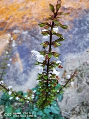 Salvia hayatae