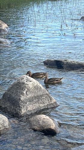 Mallard