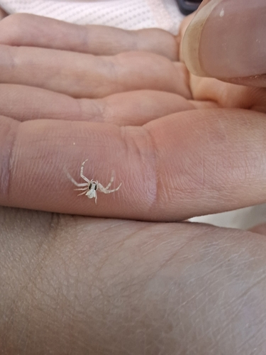 Heather crab spider