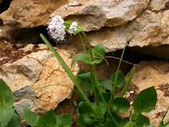 Mountain Valerian (Valeriana montana)