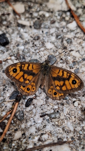 Wall Brown