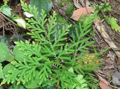 Selaginella delicatula