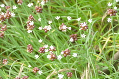 Allium canadense