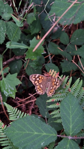 Speckled Wood