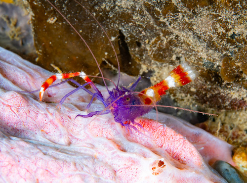 Stenopus tenuirostris observed 2026-08-17