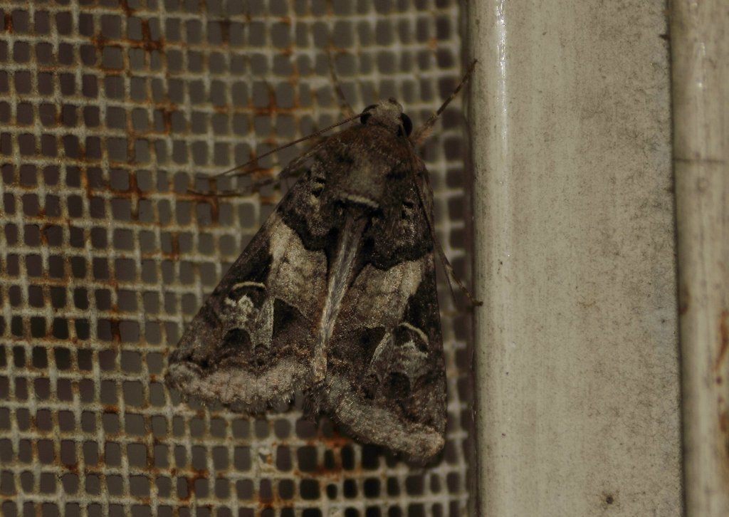 Melipotis agrotoides