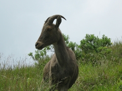 Nilgiritragus hylocrius