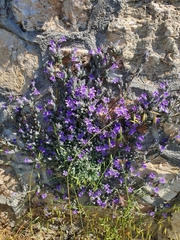 Campanula celsii