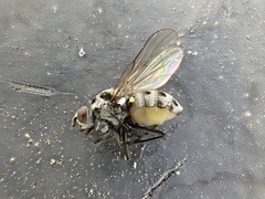 Anthomyia procellaris