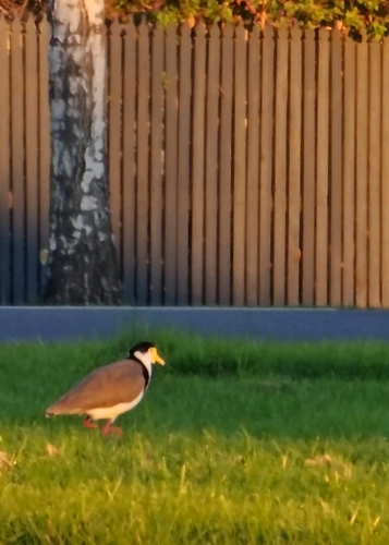Black-shouldered Masked Lapwing