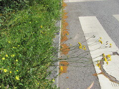 Crepis vesicaria, photograph (c) zebedeugalinha, some rights reserved (CC BY)