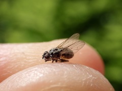 Anthomyia procellaris