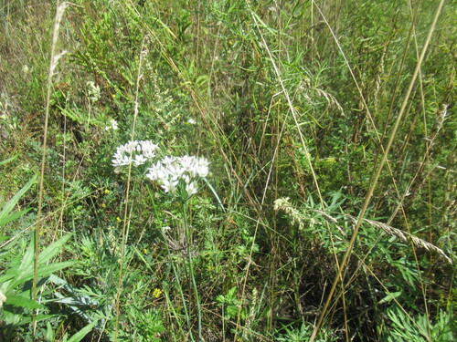Allium ramosum, photograph 5