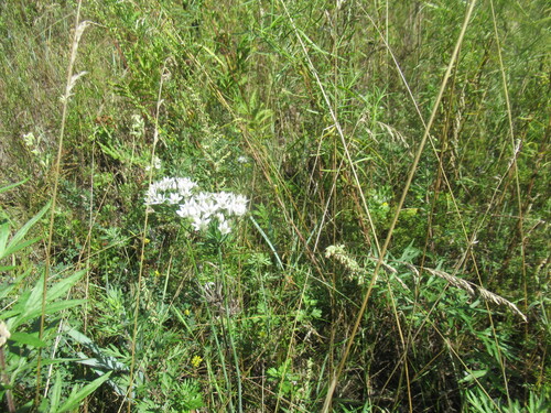 Allium ramosum, photograph 6