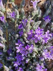 Campanula celsii
