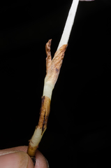 Brachycorythis pumilio image