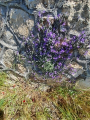 Campanula celsii