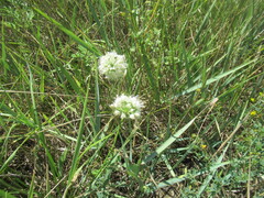 Allium stellerianum, photograph author not stated, no rights reserved