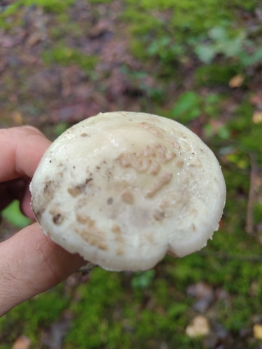 False Death-cap