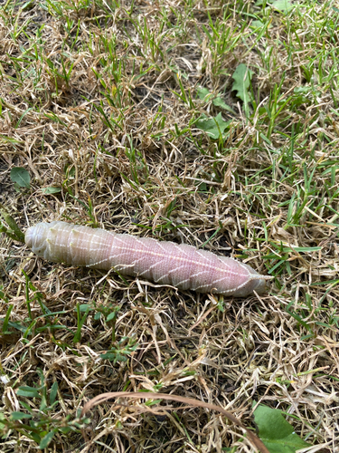 Elm Sphinx