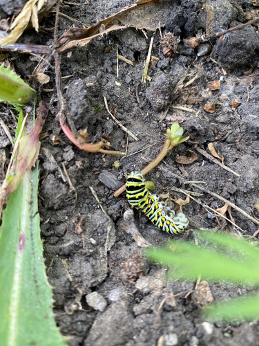 Black Swallowtail