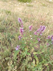 Nepeta grandiflora