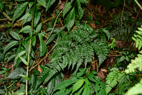 Cornopteris, 2026-07-03