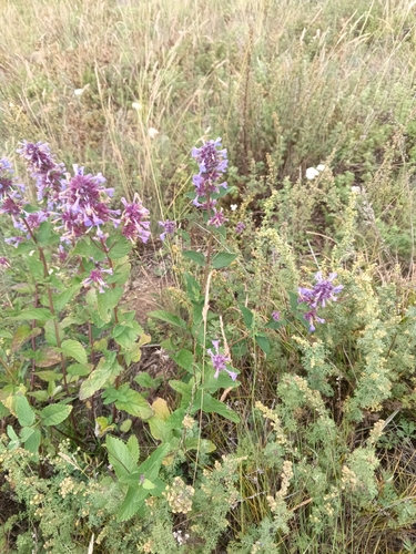 Nepeta grandiflora, photograph 2