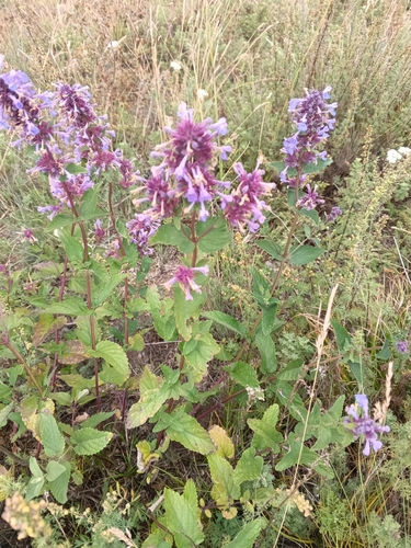 Nepeta grandiflora, photograph 3