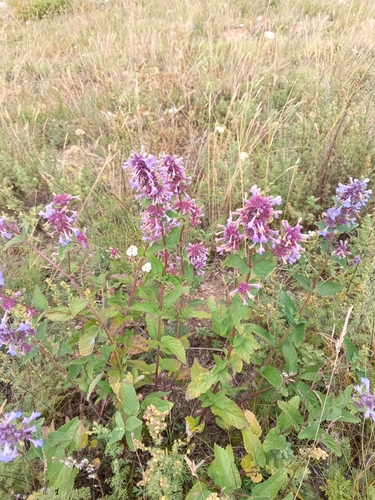 Nepeta grandiflora, photograph 4