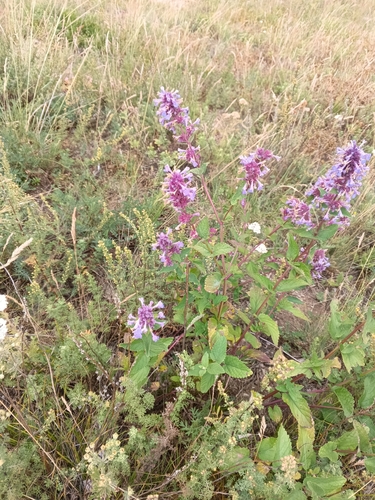 Nepeta grandiflora, photograph 5