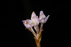 Brachycorythis pumilio image