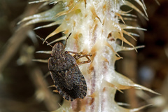 Sciocoris homalonotus