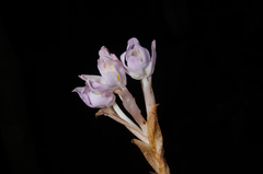 Brachycorythis pumilio image