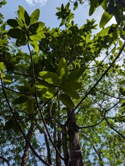 Wild Almond (Buchanania lanzan)