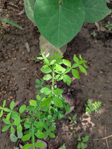 Naringi crenulata