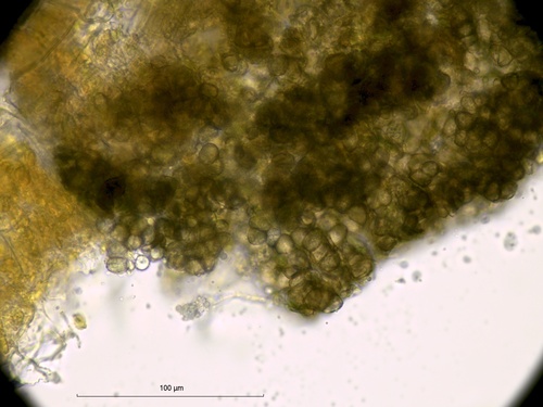 Jamesdicksonia dactylidis