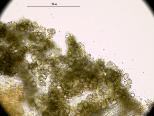Jamesdicksonia dactylidis