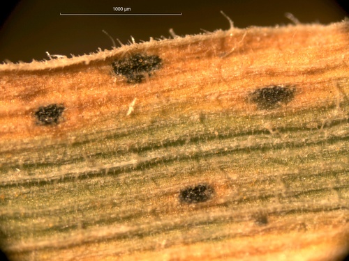 Jamesdicksonia dactylidis