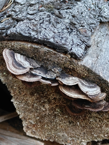 Conifer Mazegill
