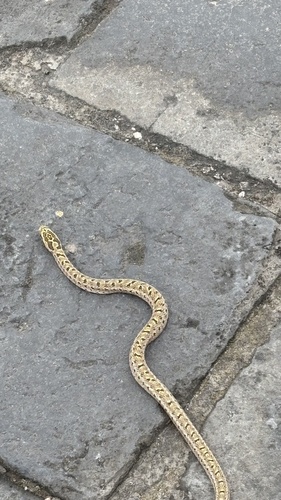 Steppe Ratsnake