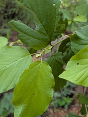 Mitragyna parvifolia