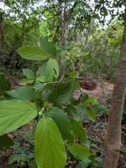 Mitragyna parvifolia, photograph (c) Ravuri Krishna Chaitanya, some rights reserved (CC BY)